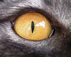 Faits intéressants sur les chats britanniques