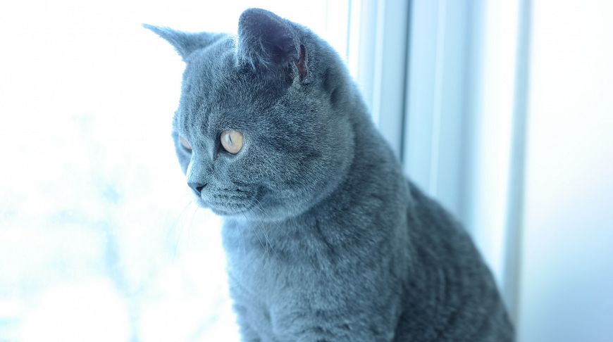 Faits intéressants sur les chats britanniques Интересные факты о британских котах