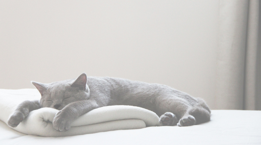 Faits intéressants sur les chats britanniques Интересные факты о британских котах