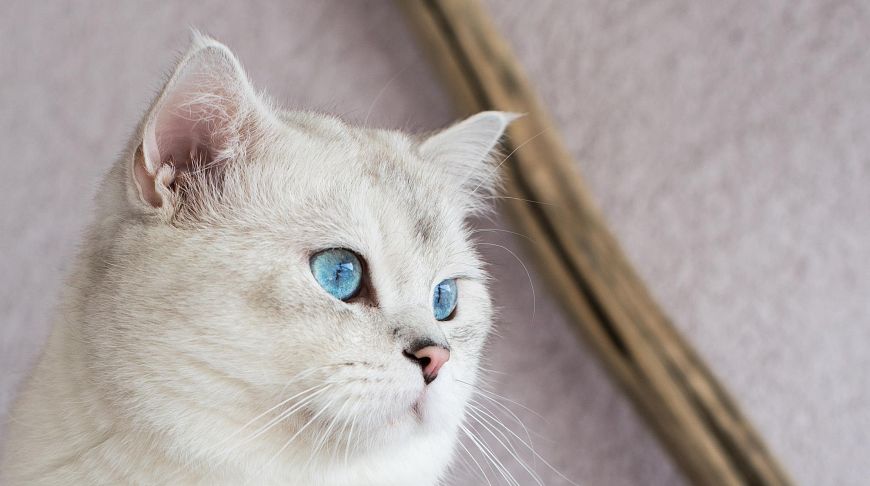 Faits intéressants sur les chats britanniques Интересные факты о британских котах