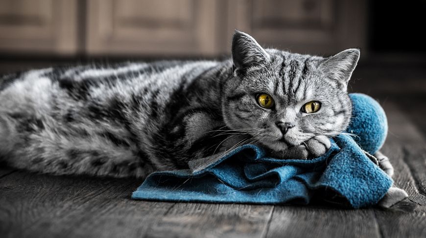 Faits intéressants sur les chats britanniques Интересные факты о британских котах