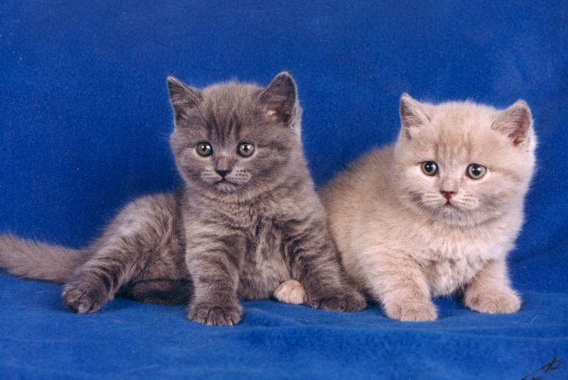 Faits intéressants sur les chats britanniques Интересные факты о британских котах
