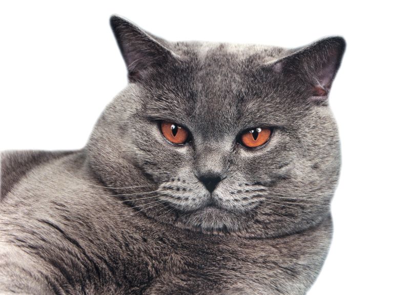 Faits intéressants sur les chats britanniques Интересные факты о британских котах