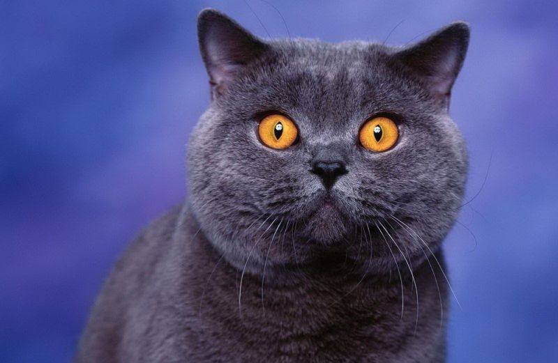 Faits intéressants sur les chats britanniques Интересные факты о британских котах