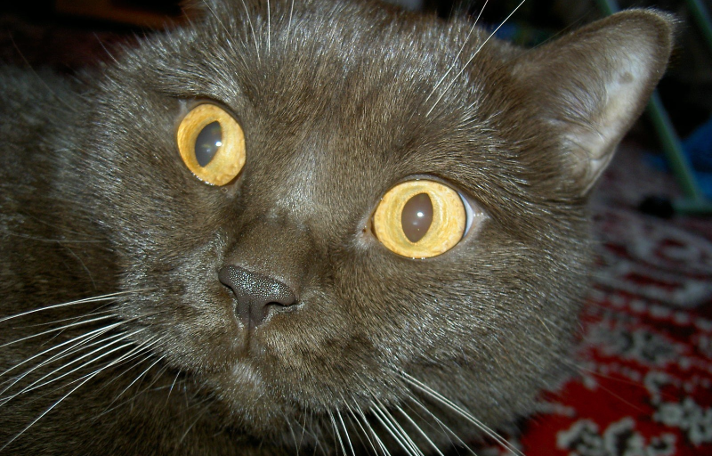 Faits intéressants sur les chats britanniques Интересные факты о британских котах
