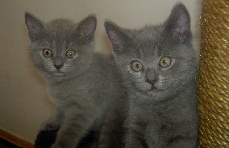 Faits intéressants sur les chats britanniques Интересные факты о британских котах