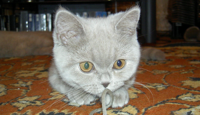 Faits intéressants sur les chats britanniques Интересные факты о британских котах